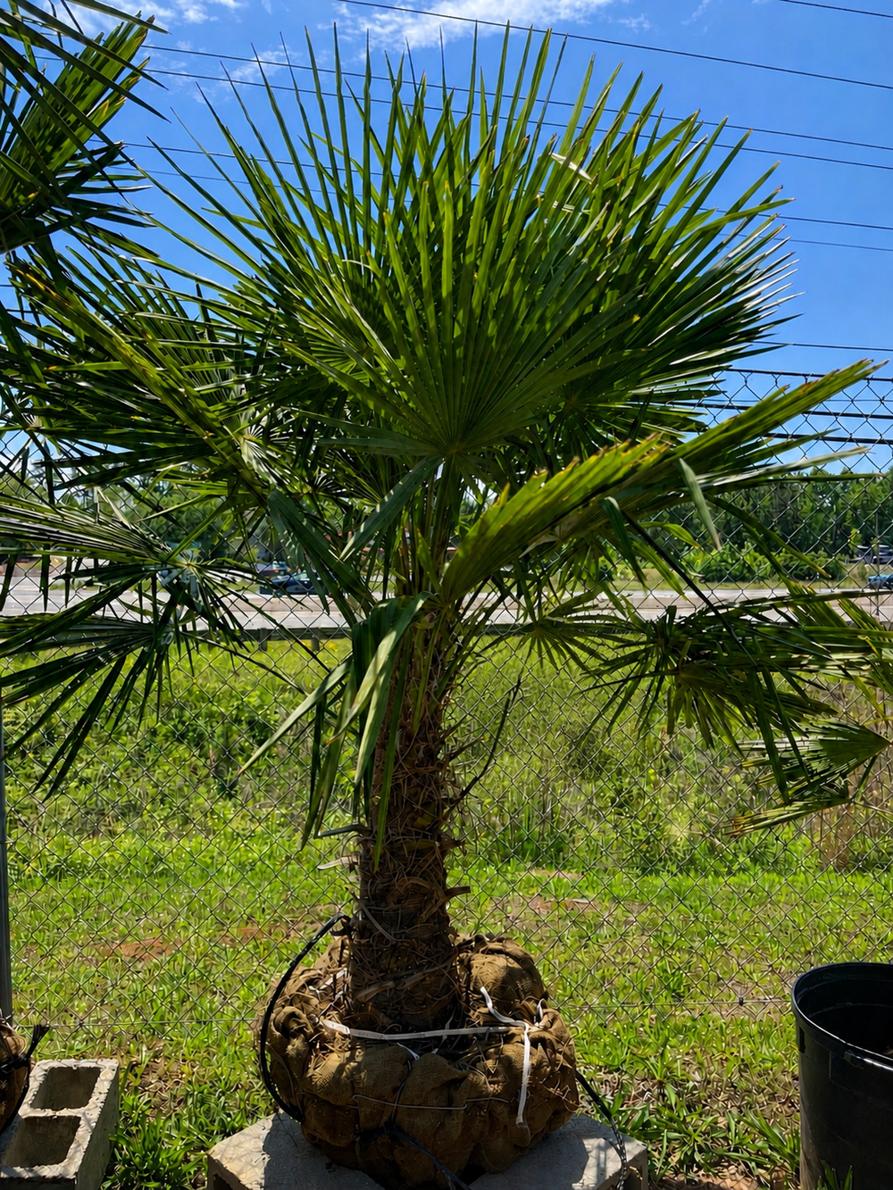 Buy Windmill Palm Tree | Cold-Hardy | Multiple Sizes Buy Windmill Palm Tree | Cold-Hardy | Multiple Sizes