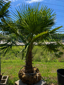 Windmill Palm Tree