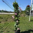 Mandevilla Tipee