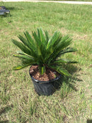 Sago Palm