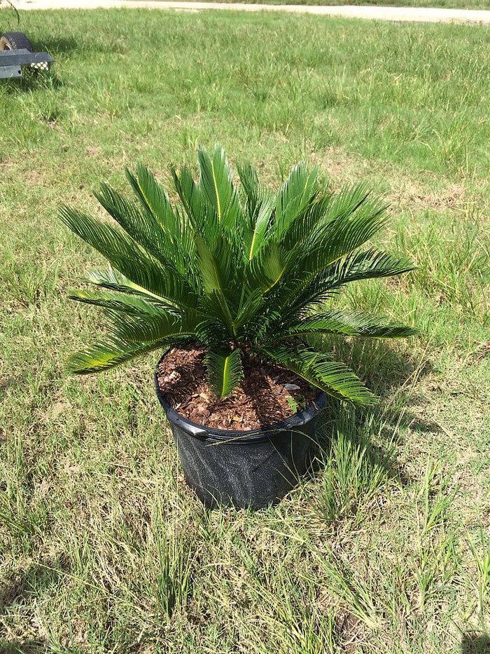 King Sago Palm Tree | Sago Palm Tree | Atlanta Palms