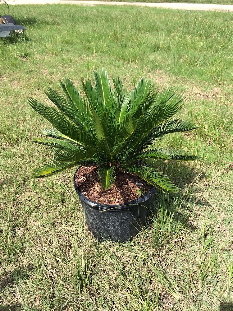 Sago Palm Tree