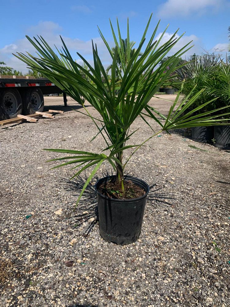 Windmill Palm Tree