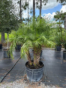 Pygmy Date Palm Tree