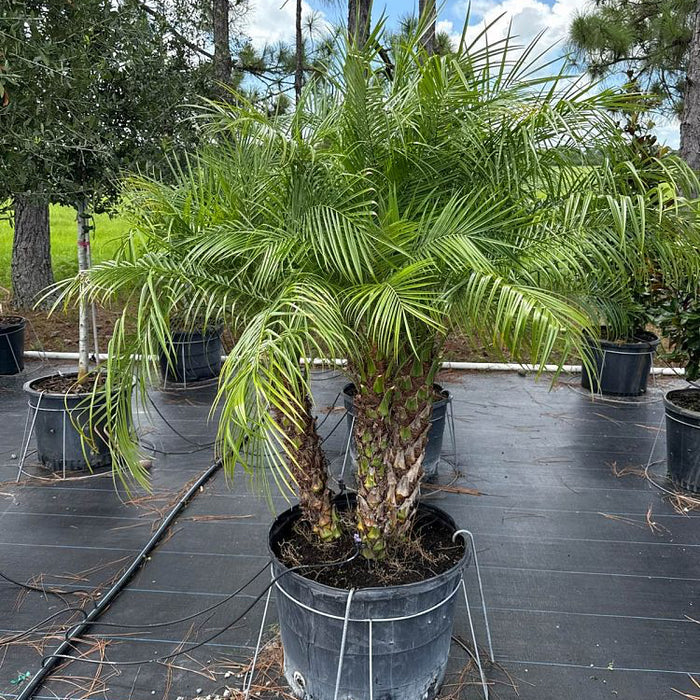 planting pygmy date palms in containers Pygmy Date Palm Tree 30 Gallon