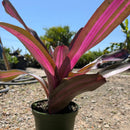 Bromeliad
