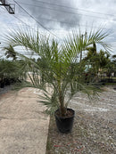 Pindo Palm Tree