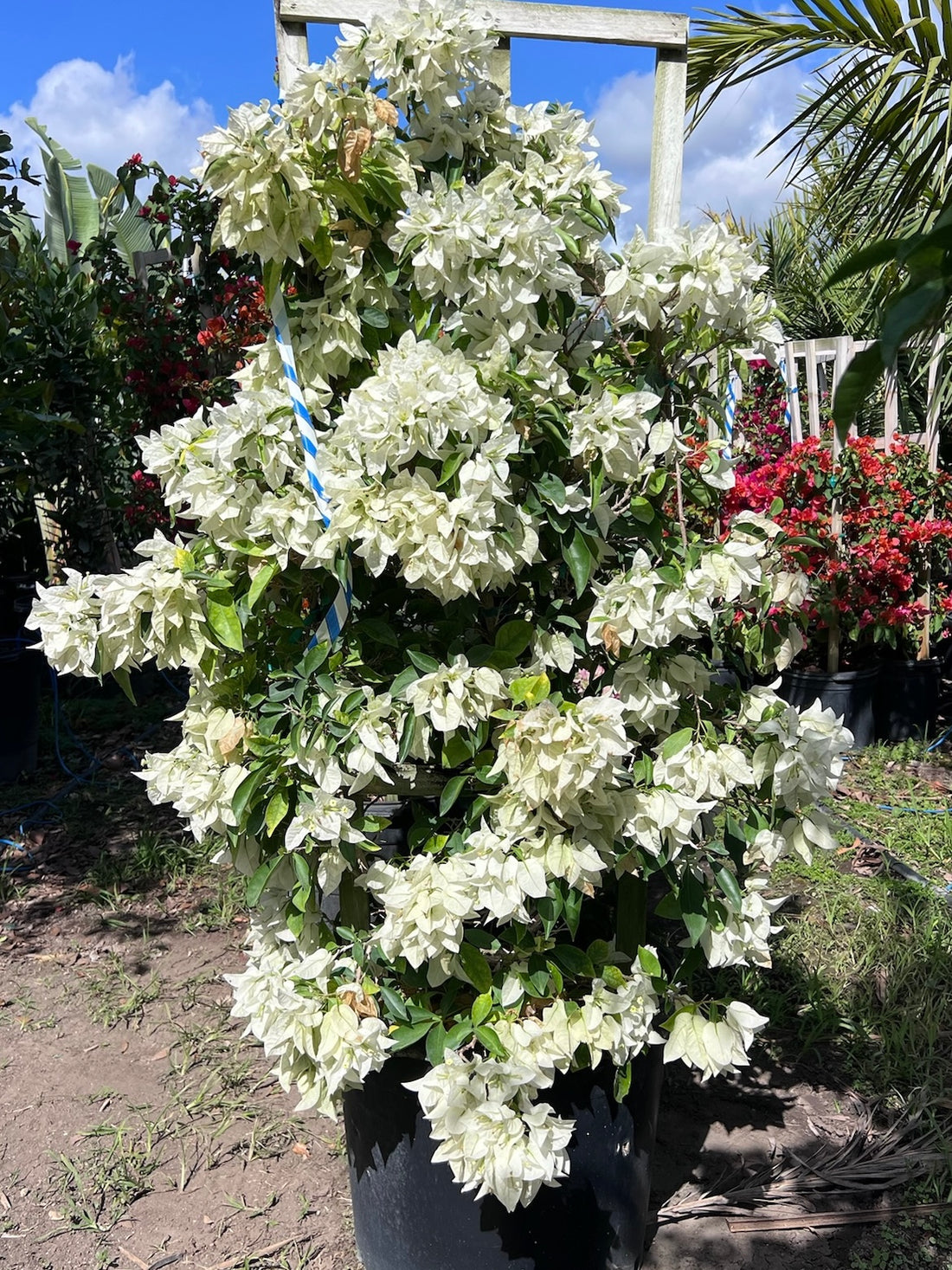 Bougainvillea - Colors May Vary