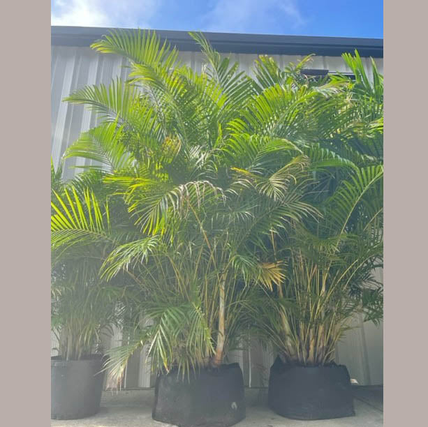 Areca Palm Tree