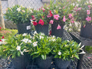 Dipladenia