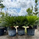 Sago Palm