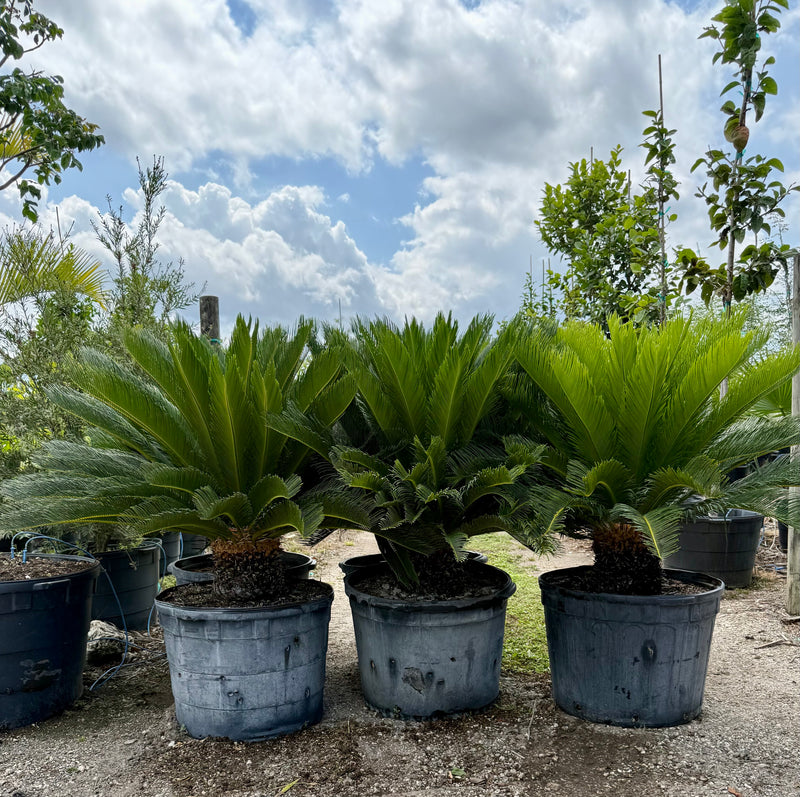 King Sago Palm Tree | Sago Palm Tree