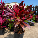 Cordyline Florica