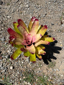 Bromeliad