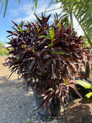 Croton