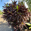 Croton