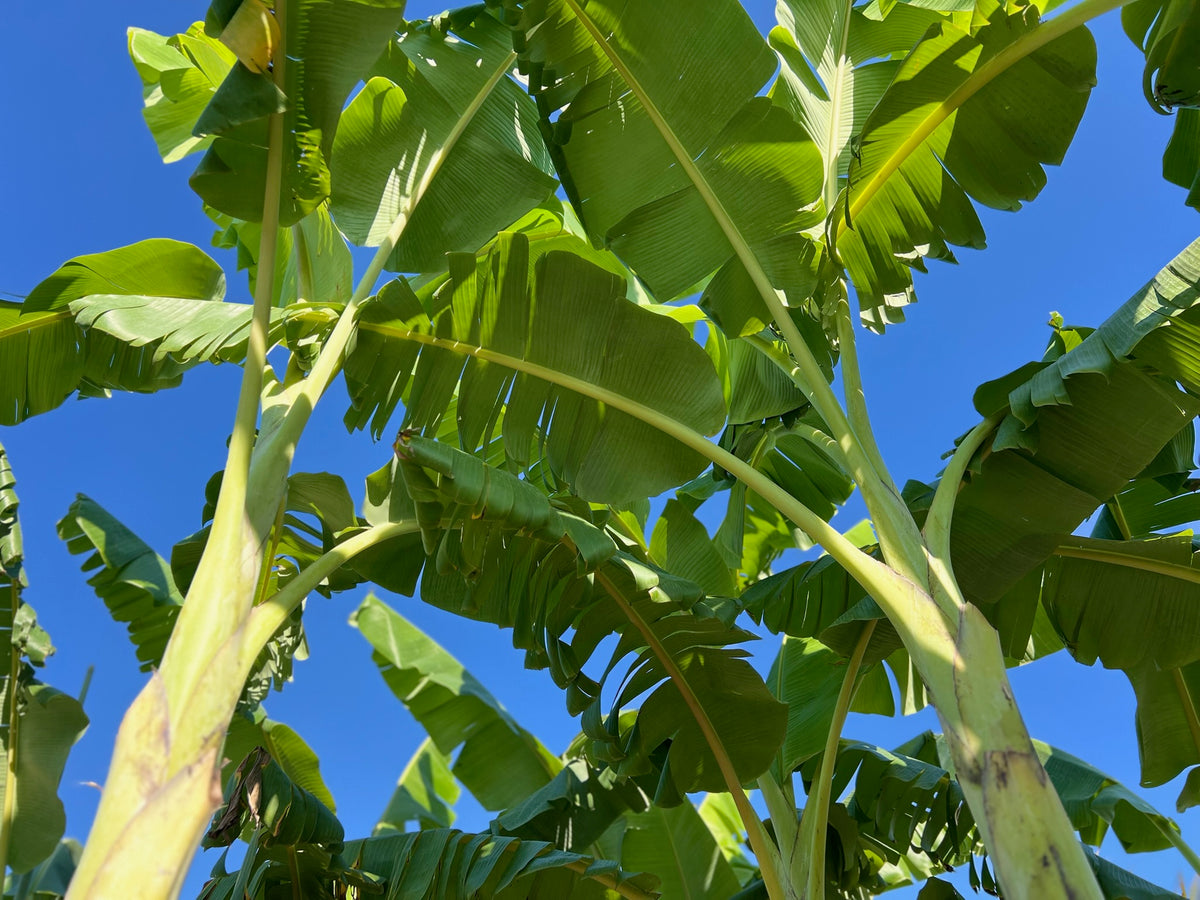 Green Bananas