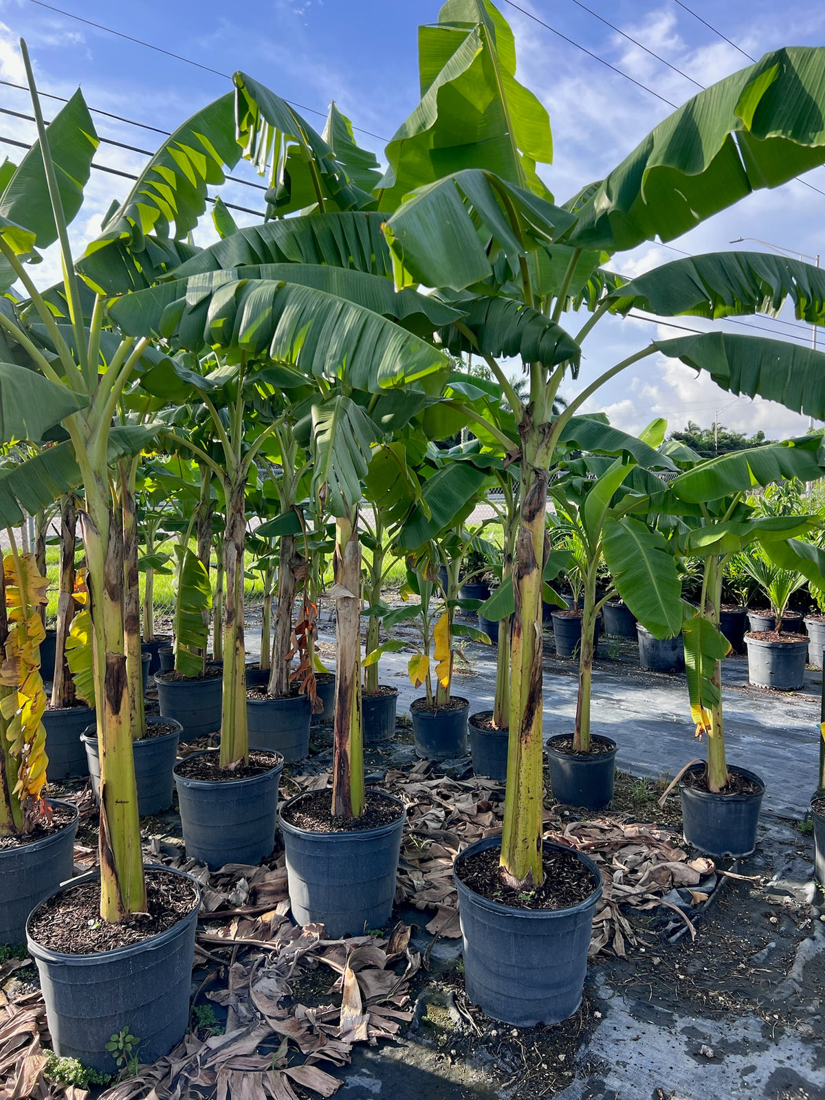Green Bananas