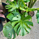 Monstera