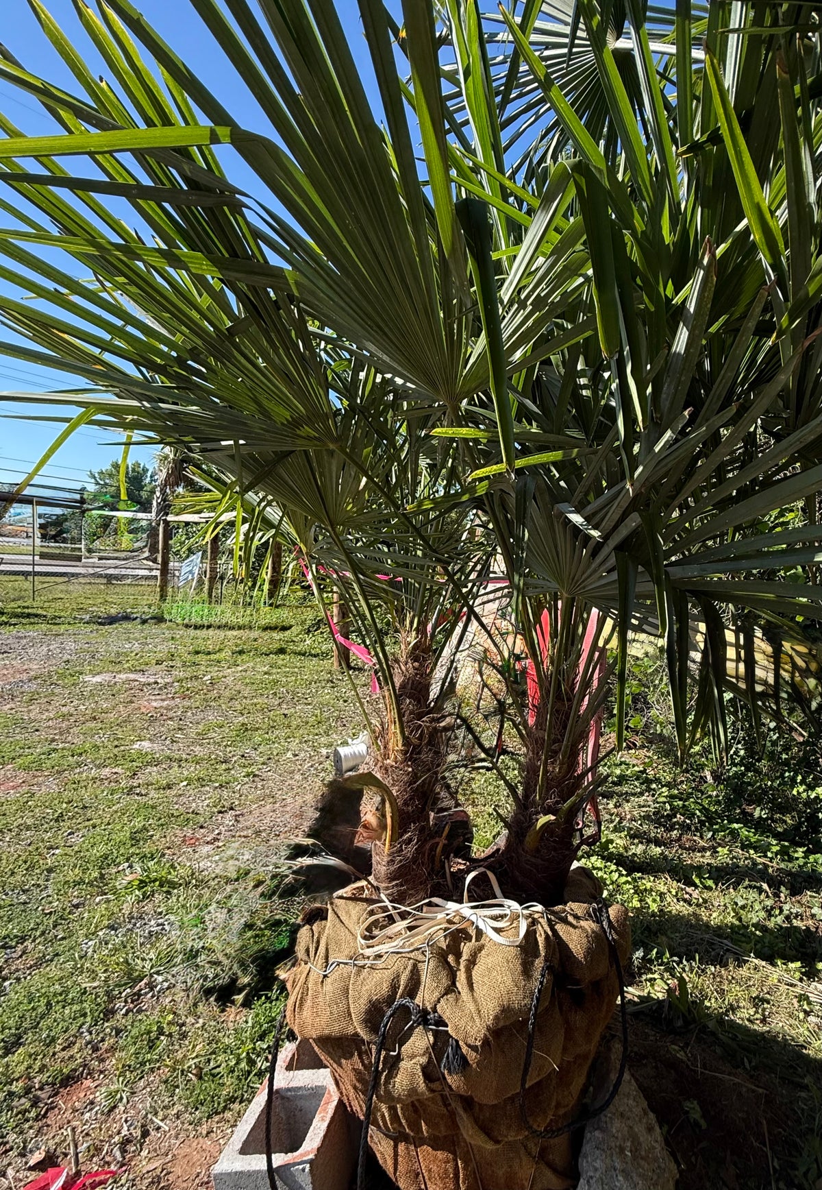 Buy Windmill Palm Tree | Cold-Hardy | Multiple Sizes