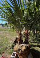 Windmill Palm Tree