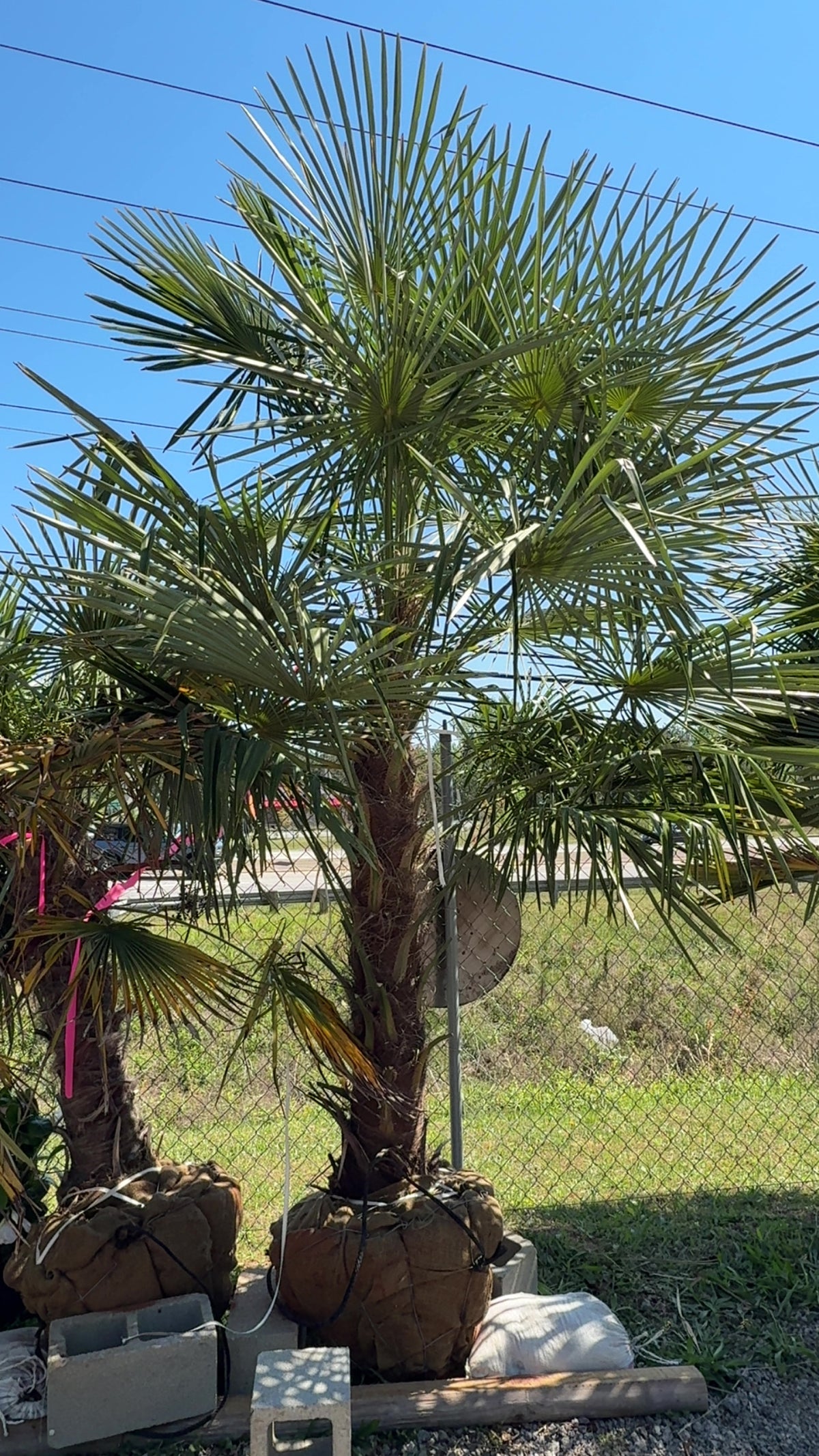 Buy Windmill Palm Tree | Cold-Hardy | Multiple Sizes