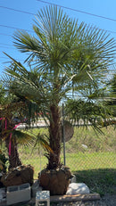 Windmill Palm Tree