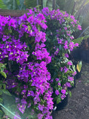 Bougainvillea