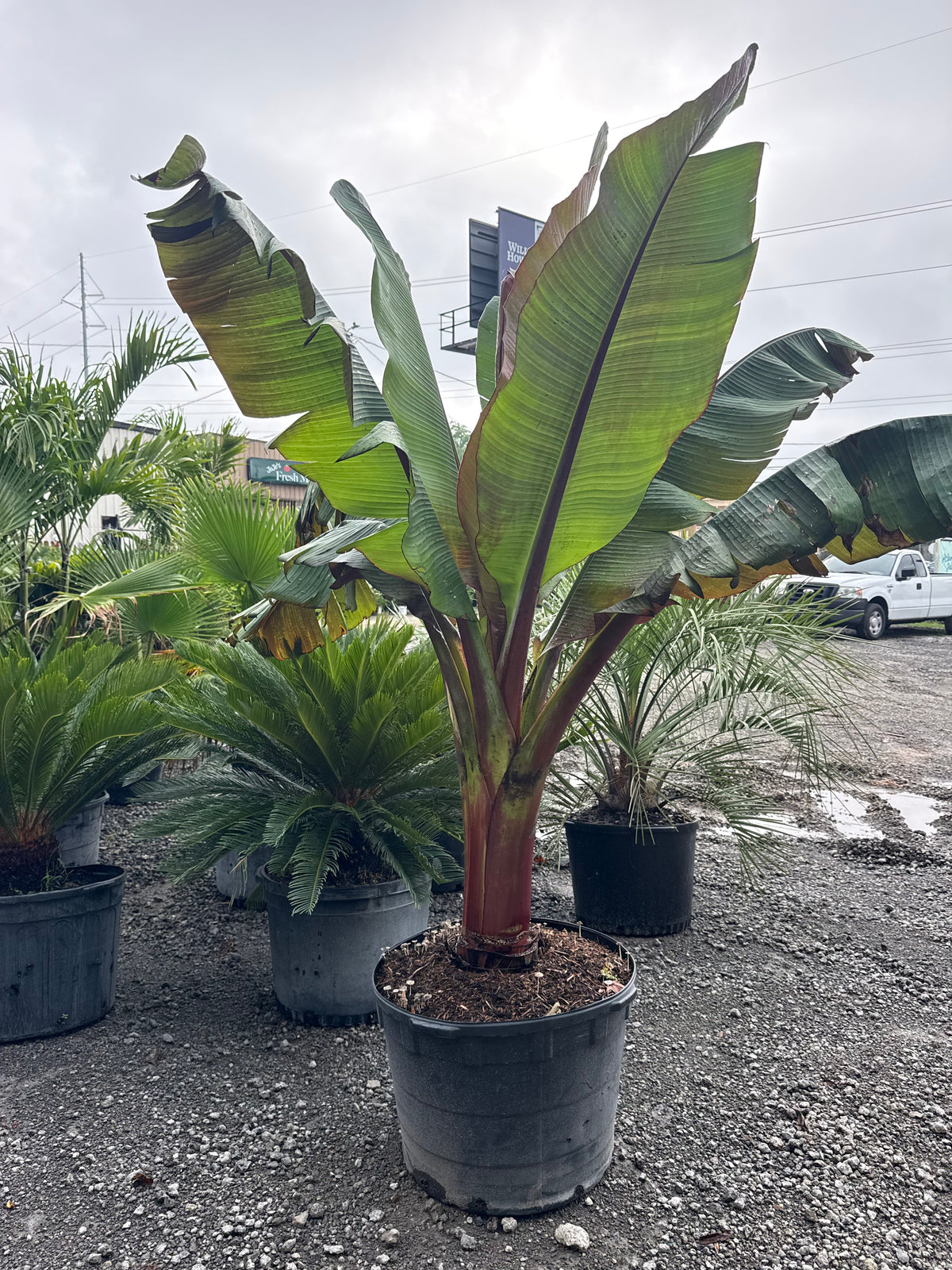 Red Bananas Red Bananas