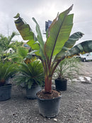 Red Bananas