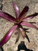 Bromeliad