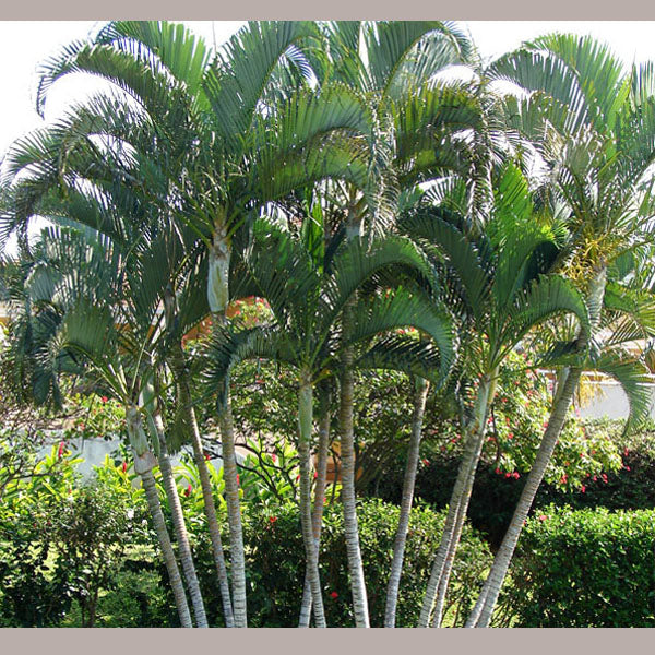 Areca Palm Tree