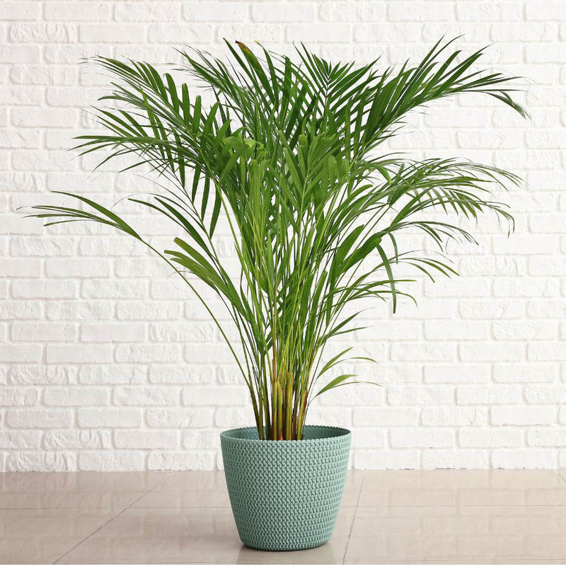 Areca Palm Tree