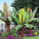 Red Banana Tree