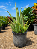 Aloe 7G