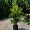 Areca Palm 15G