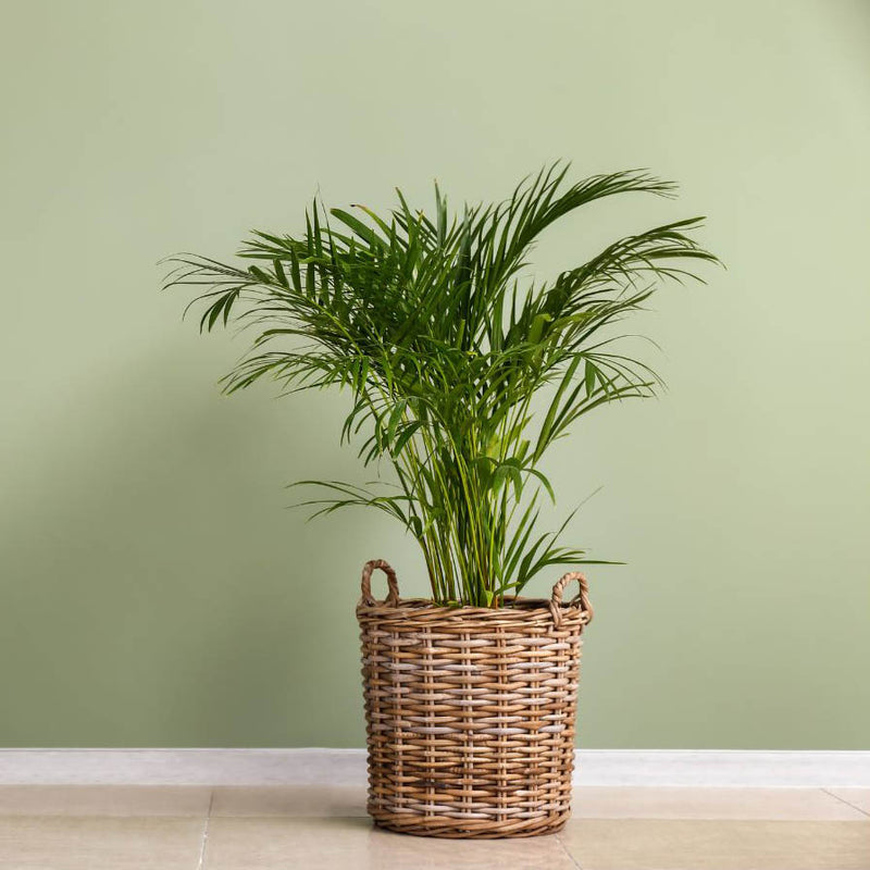 Areca Palm Tree