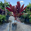 Cordyline - Auntie Lou 3G
