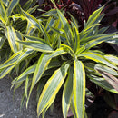 Dracaena 'Lemon Lime'