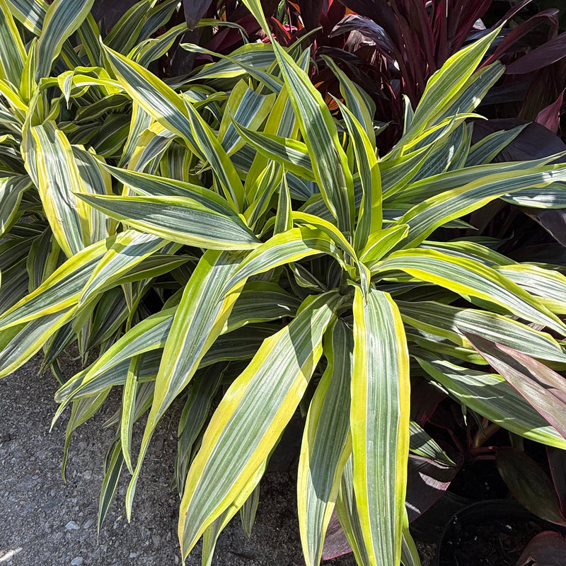 dracaena lime LEMON LIME DRACAENA 3gal