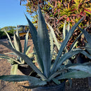 Blue Agave