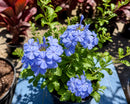 Blue Plumago