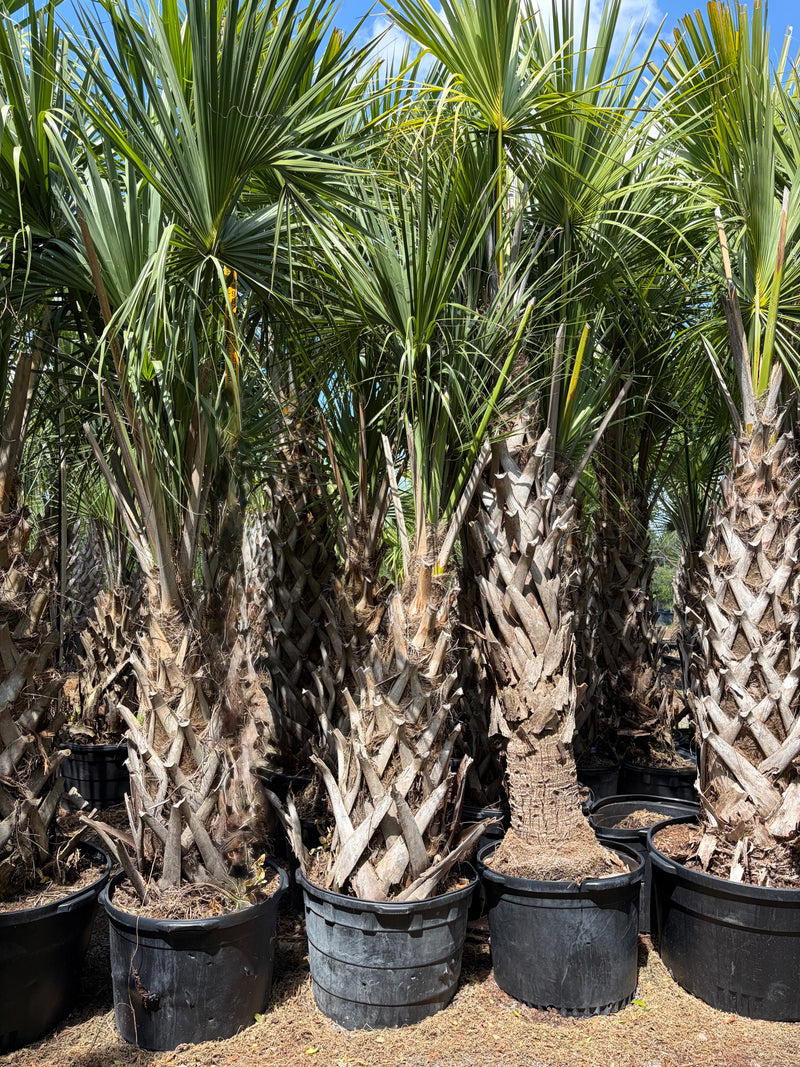 palm tree plants for sale near me Sabal Palm Tree | Sabal Palmetto