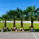 Windmill Palm Tree