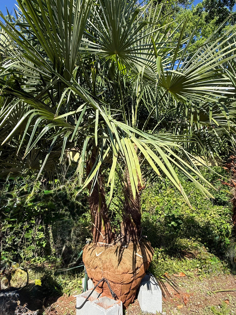 春に散るWIND AND SEA EVERLAST PALM TREE JK Palm Trees Survive Strong Winds — Biological Strategy — AskNature
