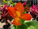 Canna Lilly