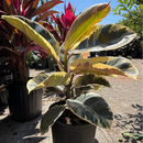 Cordyline - Ficus Tineke