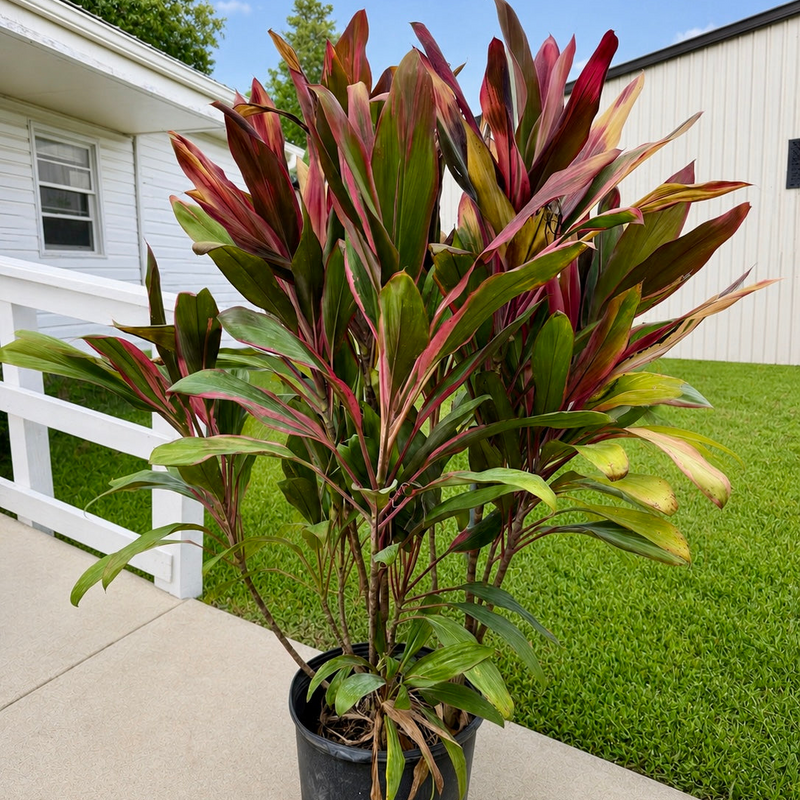 Cordyline Maria | Cordyline Terminalis