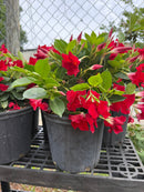Dipladenia