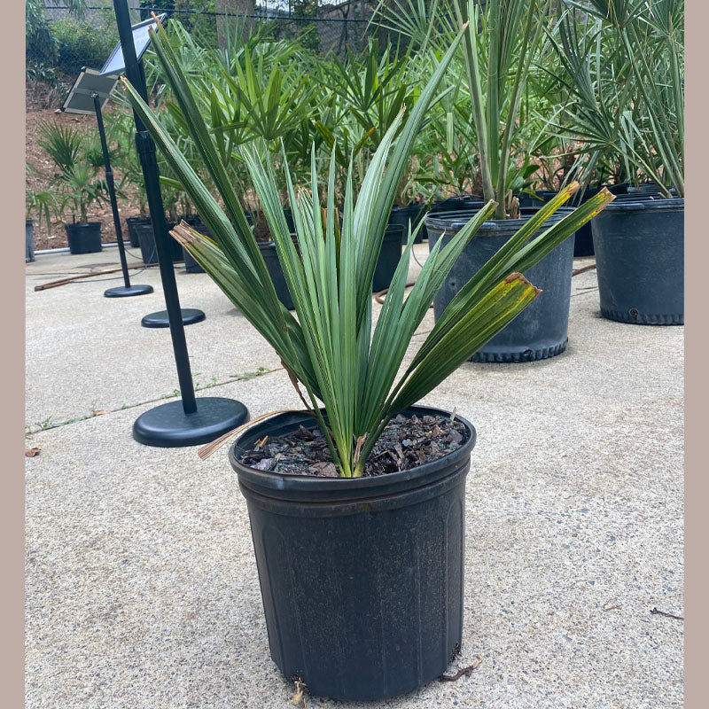 Dwarf Palmetto Tree